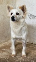 PHILLIPPUS, Hund, Mischlingshund in Griechenland - Bild 3