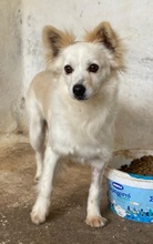 PHILLIPPUS, Hund, Mischlingshund in Griechenland - Bild 4