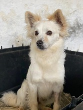 PHILLIPPUS, Hund, Mischlingshund in Griechenland - Bild 5