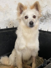 PHILLIPPUS, Hund, Mischlingshund in Griechenland - Bild 6