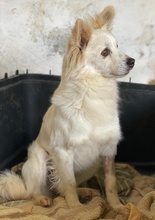 PHILLIPPUS, Hund, Mischlingshund in Griechenland - Bild 7