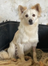 PHILLIPPUS, Hund, Mischlingshund in Griechenland - Bild 8