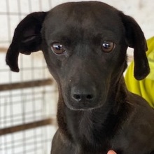 ELILA, Hund, Mischlingshund in Griechenland - Bild 1