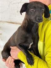 ELILA, Hund, Mischlingshund in Griechenland - Bild 2