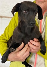 ELILA, Hund, Mischlingshund in Griechenland - Bild 3