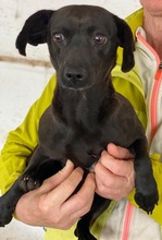 ELILA, Hund, Mischlingshund in Griechenland - Bild 4