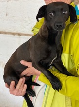 ELILA, Hund, Mischlingshund in Griechenland - Bild 6