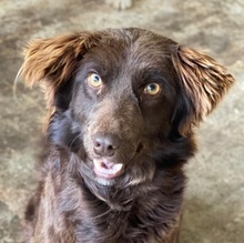 KÜKEN, Hund, Mischlingshund in Hannover