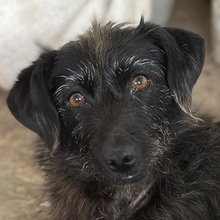 MAGDALENA, Hund, Mischlingshund in Griechenland - Bild 1