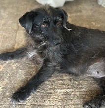 MAGDALENA, Hund, Mischlingshund in Griechenland - Bild 2