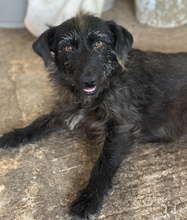 MAGDALENA, Hund, Mischlingshund in Griechenland - Bild 3