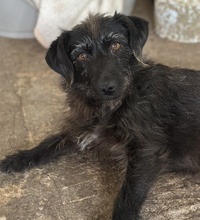 MAGDALENA, Hund, Mischlingshund in Griechenland - Bild 4