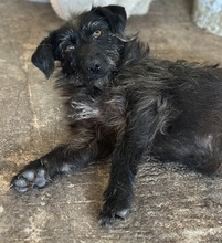 MAGDALENA, Hund, Mischlingshund in Griechenland - Bild 5