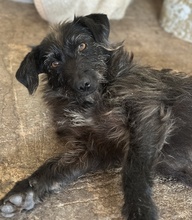 MAGDALENA, Hund, Mischlingshund in Griechenland - Bild 6