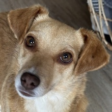 MARIA, Hund, Mischlingshund in Euskirchen - Bild 1