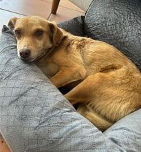 MARIA, Hund, Mischlingshund in Euskirchen - Bild 10