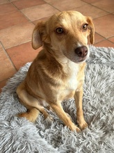 MARIA, Hund, Mischlingshund in Euskirchen - Bild 11