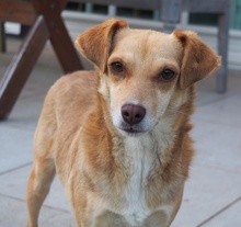 MARIA, Hund, Mischlingshund in Euskirchen - Bild 12