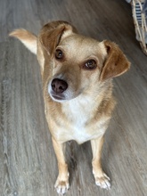 MARIA, Hund, Mischlingshund in Euskirchen - Bild 13