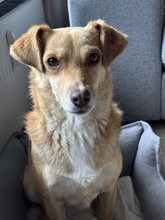 MARIA, Hund, Mischlingshund in Euskirchen - Bild 14