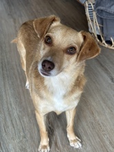 MARIA, Hund, Mischlingshund in Euskirchen - Bild 16