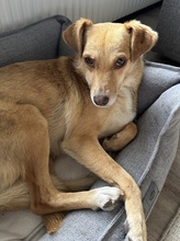 MARIA, Hund, Mischlingshund in Euskirchen - Bild 17