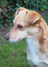 MARIA, Hund, Mischlingshund in Euskirchen - Bild 2