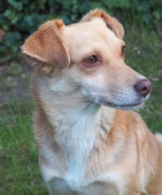 MARIA, Hund, Mischlingshund in Euskirchen - Bild 3