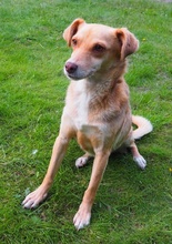 MARIA, Hund, Mischlingshund in Euskirchen - Bild 4