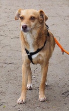 MARIA, Hund, Mischlingshund in Euskirchen - Bild 5