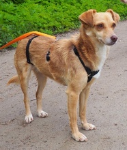 MARIA, Hund, Mischlingshund in Euskirchen - Bild 6