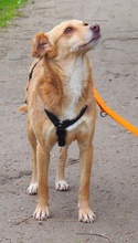MARIA, Hund, Mischlingshund in Euskirchen - Bild 7
