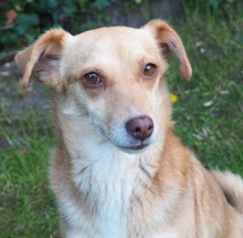 MARIA, Hund, Mischlingshund in Euskirchen - Bild 8