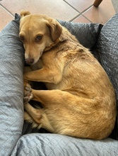 MARIA, Hund, Mischlingshund in Euskirchen - Bild 9