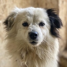 SANDRA, Hund, Mischlingshund in Griechenland - Bild 1