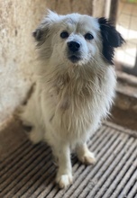 SANDRA, Hund, Mischlingshund in Griechenland - Bild 10
