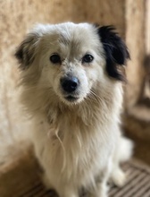 SANDRA, Hund, Mischlingshund in Griechenland - Bild 11
