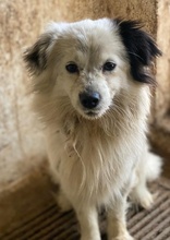 SANDRA, Hund, Mischlingshund in Griechenland - Bild 8