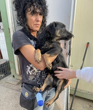 ISA, Hund, Mischlingshund in Ungarn - Bild 3
