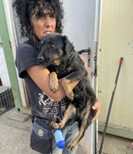 ISA, Hund, Mischlingshund in Ungarn - Bild 4
