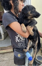 ISA, Hund, Mischlingshund in Ungarn - Bild 5