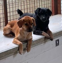 ISA, Hund, Mischlingshund in Ungarn - Bild 6