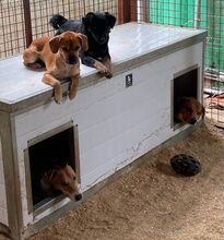 ISA, Hund, Mischlingshund in Ungarn - Bild 7