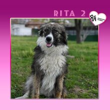 RITA2, Hund, Mischlingshund in Bulgarien