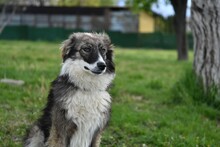 RITA2, Hund, Mischlingshund in Bulgarien - Bild 2