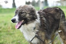 RITA2, Hund, Mischlingshund in Bulgarien - Bild 3