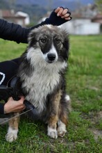 RITA2, Hund, Mischlingshund in Bulgarien - Bild 4