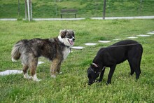 RITA2, Hund, Mischlingshund in Bulgarien - Bild 5