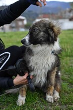 RITA2, Hund, Mischlingshund in Bulgarien - Bild 6