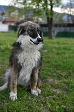 RITA2, Hund, Mischlingshund in Bulgarien - Bild 7